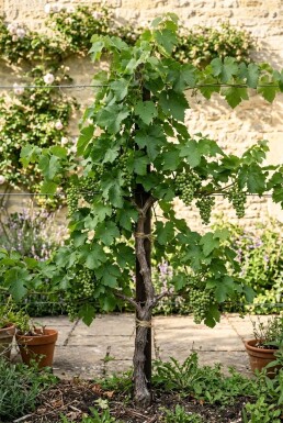 Vitis 'Mika' am Stab