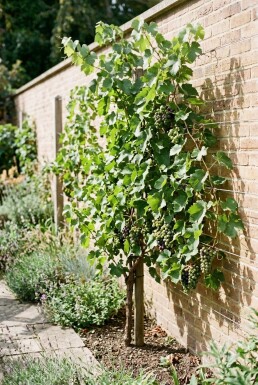 Vitis 'Mika' am Stab