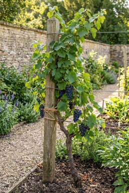 Vitis 'Muscat Bleu' Stämmchen
