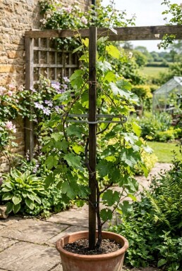 Vitis vinifera Trio am Stab