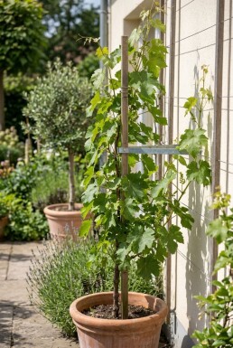 Vitis vinifera Trio am Stab