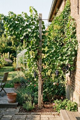 Vitis vinifera Duo druif Stab