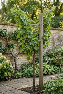 Vitis vinifera Duo druif Stab