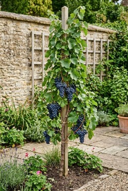 Vitis vinifera 'Attika' Stab