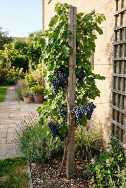 Vitis vinifera 'Attika' Stab