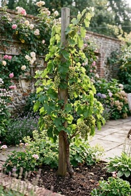 Vitis vinifera 'Bianca' am Stab