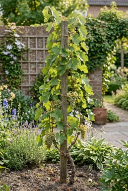 Vitis vinifera 'Bianca' am Stab
