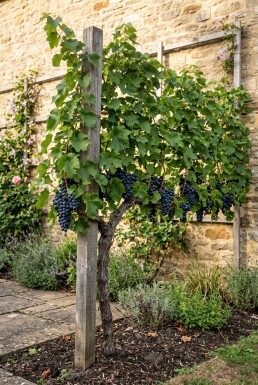 Vitis vinifera 'Boskoop Glorie' Stab