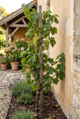 Vitis vinifera 'Fanny' am Stab
