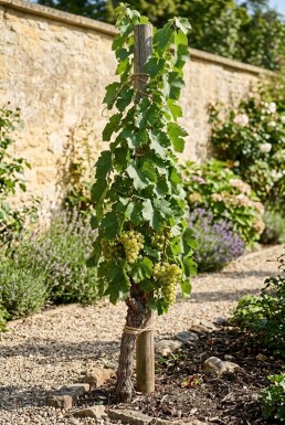 Vitis vinifera 'Fanny' am Stab