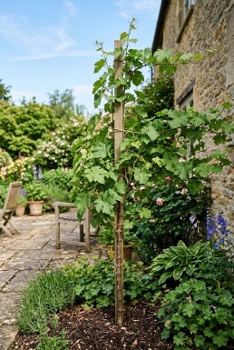 Vitis vinifera 'Frankenthaler' Stab
