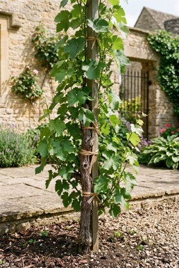 Vitis vinifera 'Frankenthaler' Stab