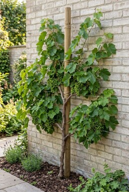 Vitis vinifera 'Heike' am Stab