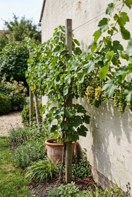 Vitis vinifera 'Heike' am Stab