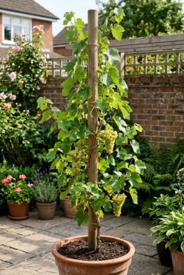 Vitis vinifera 'Himrod' am Stab