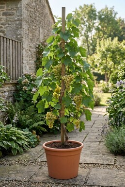 Vitis vinifera 'Himrod' am Stab