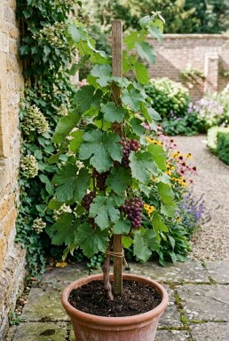 Vitis vinifera 'Katharina' Stämmchen