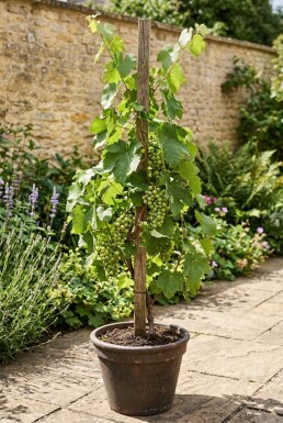 Vitis vinifera 'Katharina' Stämmchen
