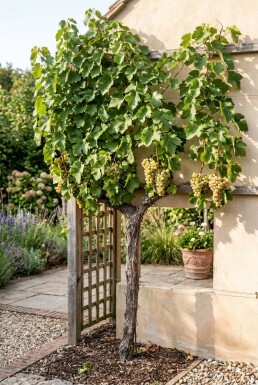 Vitis vinifera 'Lakemont' Stab