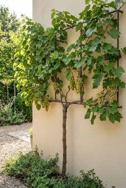 Vitis vinifera 'Lakemont' Stab
