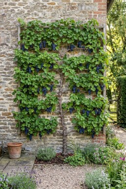 Vitis vinifera 'Monarch' Spalier