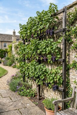 Vitis vinifera 'Monarch' Spalier