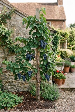 Vitis vinifera 'Muscat Blue' Stock