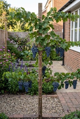 Vitis vinifera 'Muscat Blue' Stock