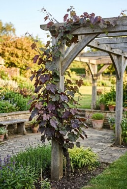 Vitis vinifera 'Purpurea' am Stab