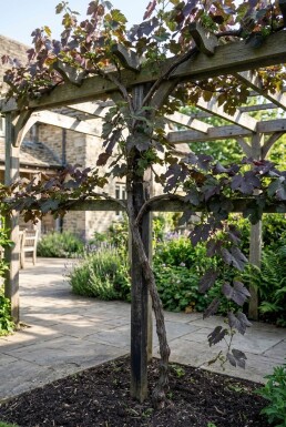 Vitis vinifera 'Purpurea' am Stab