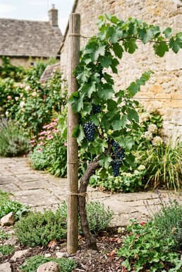 Vitis vinifera 'Regent' Weinrebe am Stab