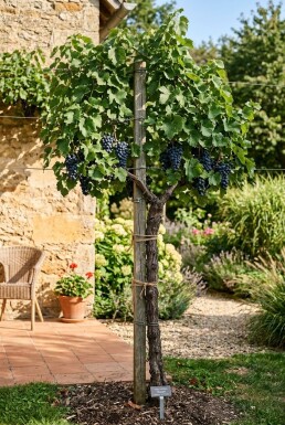 Vitis vinifera 'Regent' Weinrebe am Stab
