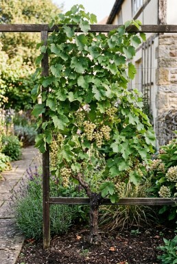 Vitis vinifera 'Solaris' Stab