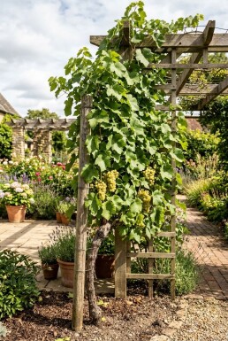Vitis 'Vroege van der Laan' Weinrebe