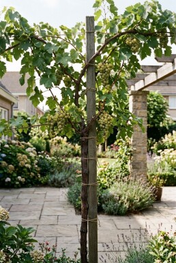 Vitis 'Vroege van der Laan' Weinrebe