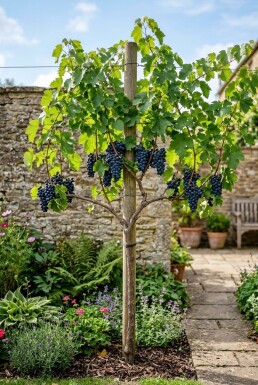 Vitis 'Zilga' am Stab