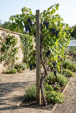 Vitis 'Zilga' am Stab