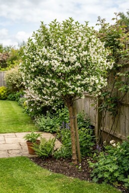 Weigela 'Bristol Snowflake' Halbstamm