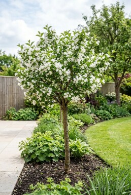 Weigela 'Bristol Snowflake' Halbstamm
