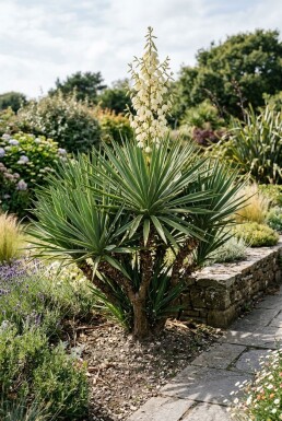 Yucca gloriosa Strauch