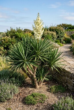 Yucca gloriosa Strauch