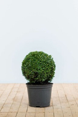Buchsbaum Buxus Sempervirens Kugel 30-40 Ballen Buchsbäume / Buchsbaum Kugel 30-40 cm