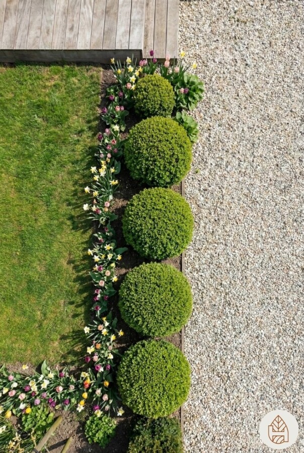 Buchsbaum Buxus Sempervirens Kugel 30-40 Ballen