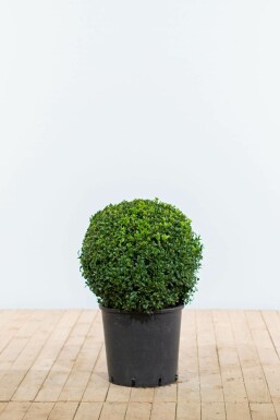 Buchsbaum Buxus Sempervirens Kugel 40-50 Ballen Buchsbäume / Buchsbaum Kugel 40-50 cm