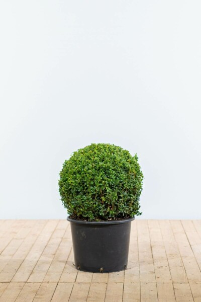 Buchsbaum Buxus Sempervirens Kugel 50-60 Ballen