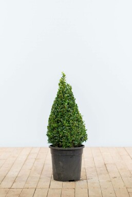 Buchsbaum Buxus Sempervirens Kegel 50-60 Ballen Buchsbäume / Buchsbaum Pyramide 50-60 cm