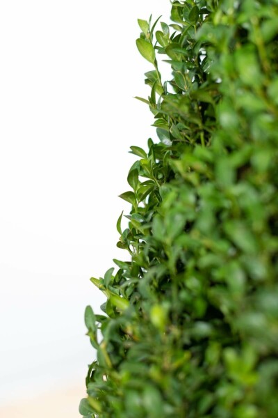 Buchsbaum Buxus Sempervirens Kegel 50-60 Ballen Buchsbäume / Buchsbaum Pyramide 50-60 cm