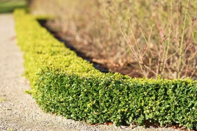 Buchsbaumhecke / Buxus Sempervirens 30-40 cm