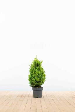 Buchsbaumhecke / Buxus Sempervirens 40-50 cm