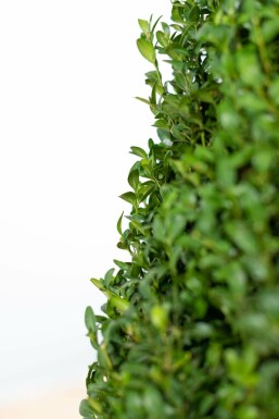 Buchsbaumhecke / Buxus Sempervirens 40-50 cm